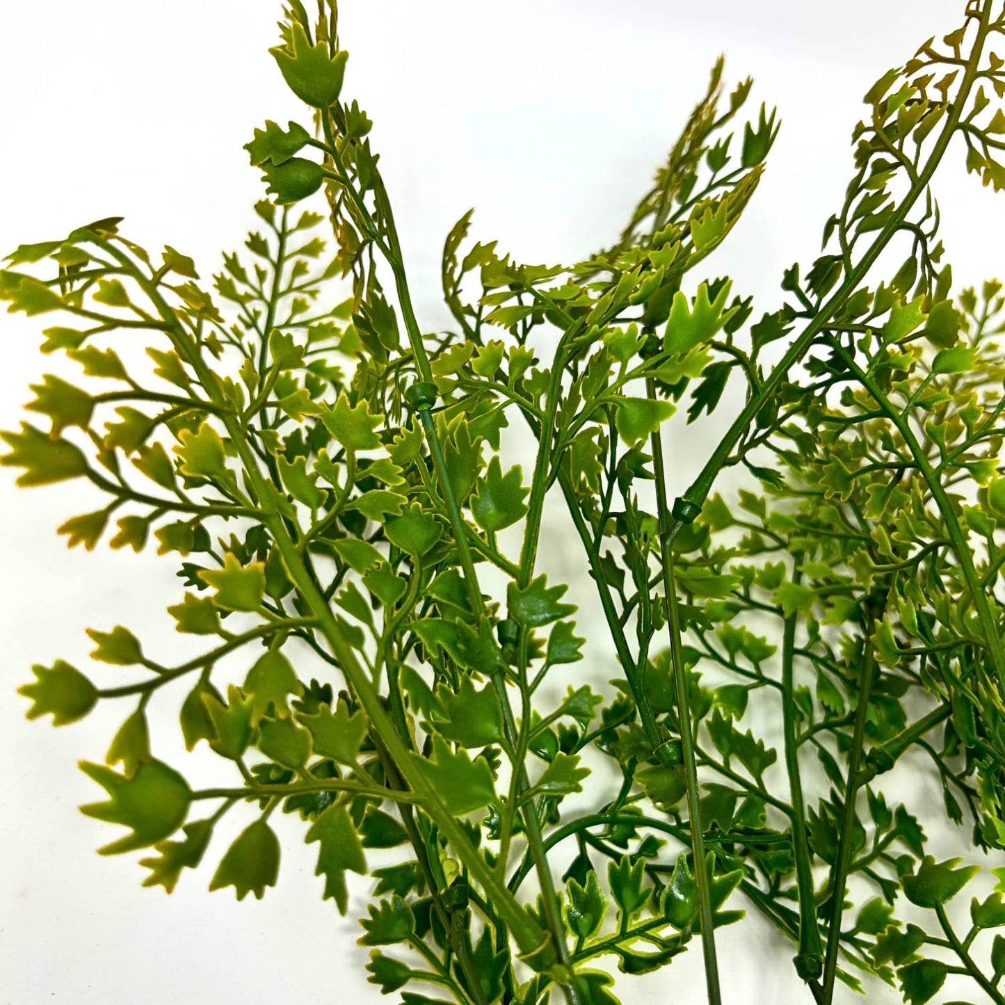 Mini Maidenhair Fern Bush - Yellow/Green 16"