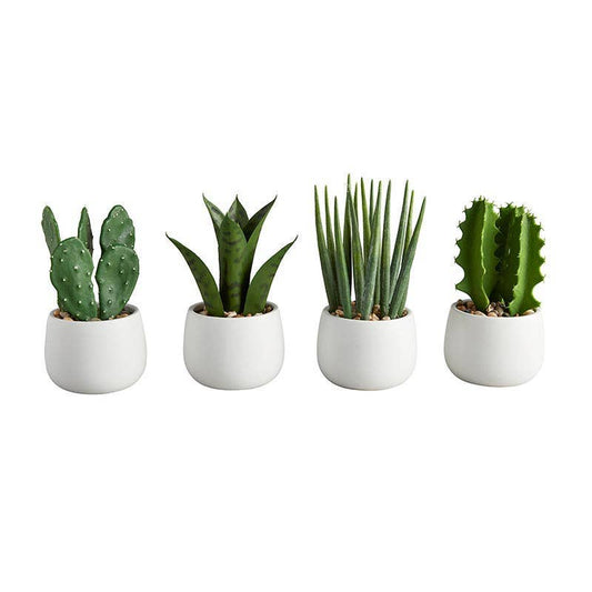 Cactus In Pot