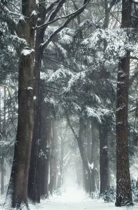Snowmageddon – Christmas Wall Art: 7A / 14" x 20"