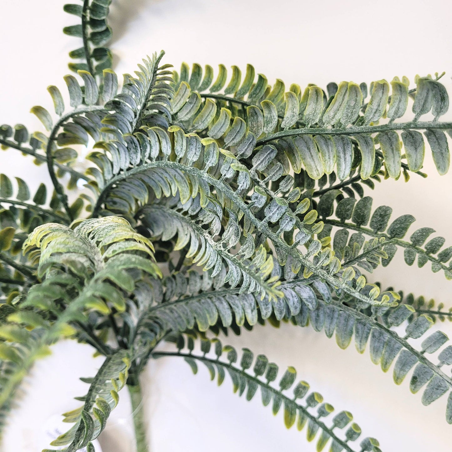 Garden Fern Bush 18”